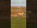 Oh My God The Baby Wildebeest Thinks The Lion Is Its Mom Wildlife Help Animals Love Lion