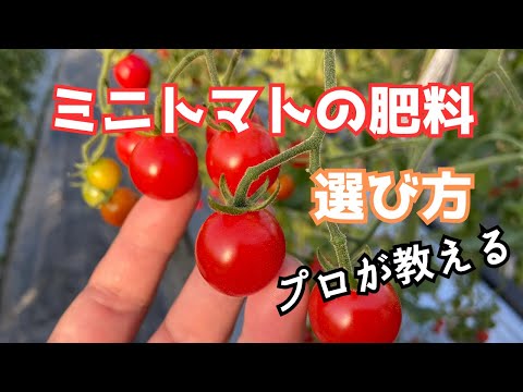 トマトに最適な肥料は何ですか 天然灰コーヒーかす 卵の殻はトマトを太らせます