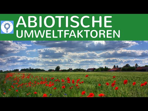 Abiotische Umweltfaktoren - Licht, Temperatur, Wasser, Boden, chemische Stoffe kurz erklärt
