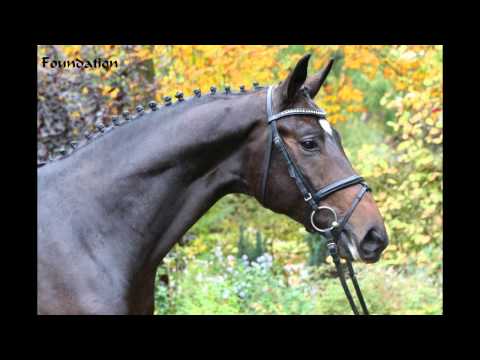 www.reitschule-sandbrink.de Merry Christmas - Our Horses 2014 Dressage