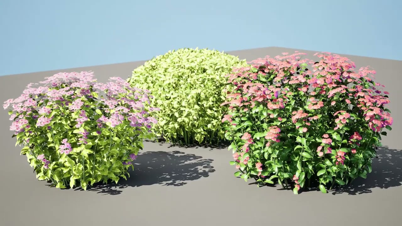 Creeping phlox flowers with free 3D Model