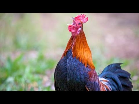 Red Junglefowl — Gallus gallus — call song crowing