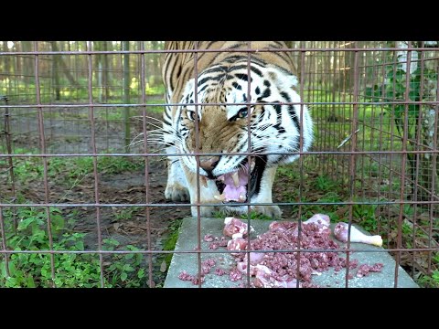 Hangry Lion and Tigers