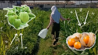 Download lagu BERPETUALANG MENCARI BUAH CIPLUKAN,TAPI SAYANG BELUM MUSIM😔 mp3 Download lagu BERPETUALANG MENCARI BUAH CIPLUKAN,TAPI SAYANG BELUM MUSIM😔 mp3