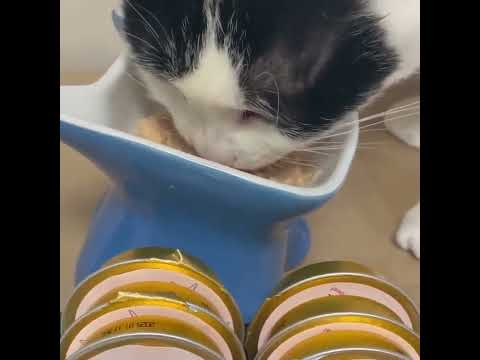 애니먼 동물병원 처방식 저알러지 애니캔 닭&소 30gX6