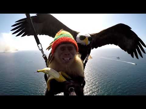 Smuggling banana's from Cuba to Florida