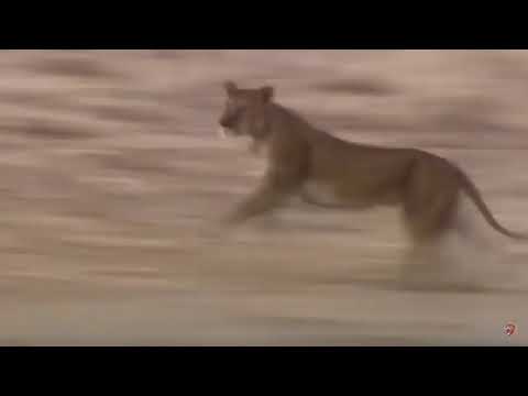 Wild Animals Fighting   Lion vs Giraffe Video African Animals   Lion hunting fail