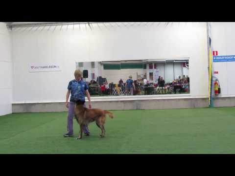 Aureus "Casino" heelwork to Music klass 2A Karlstad 6 nov 2016