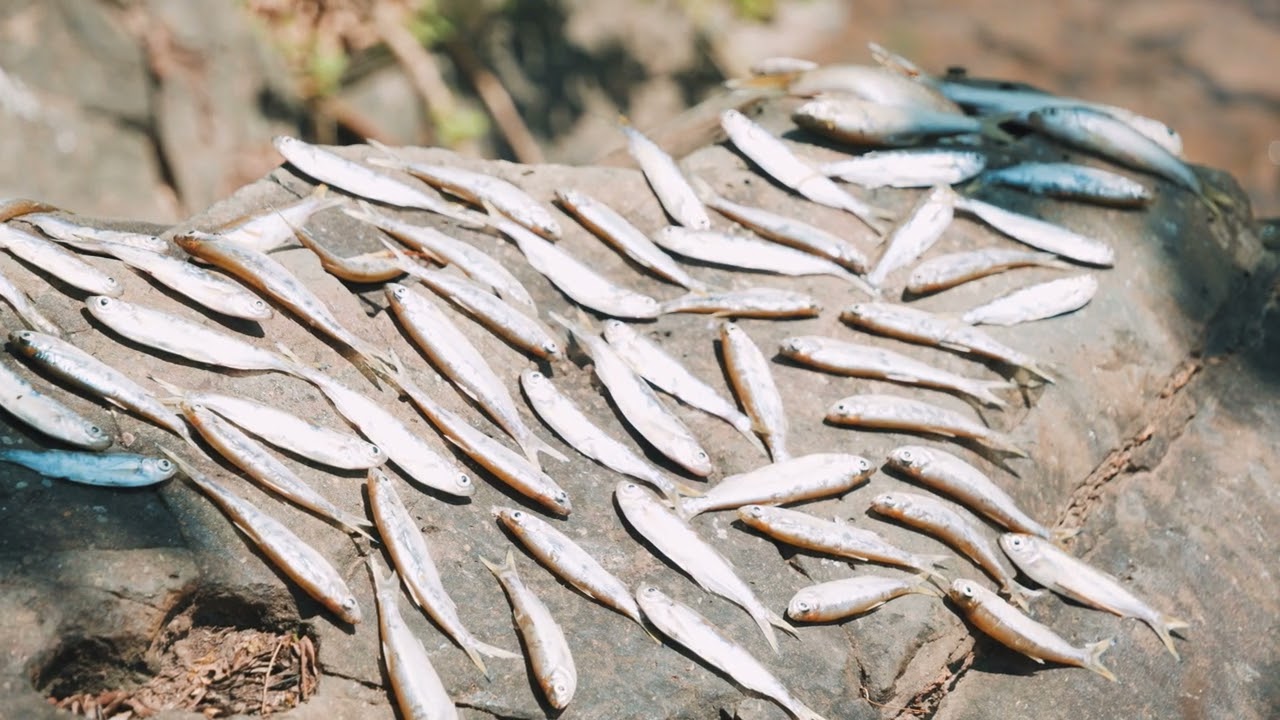Mekong River Commission (MRC) - Environmental Monitoring