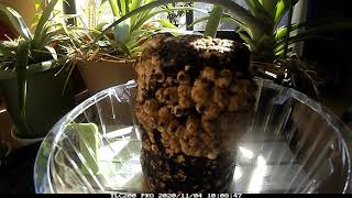 [タイムラプス」20/11/09   椎茸栽培キット成長記録　[家庭菜園]