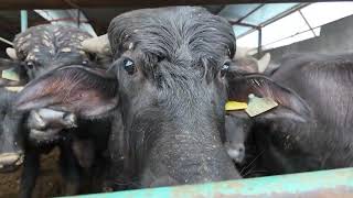 Başkan Büyükkılıçtan  tarım ve hayvancılıkta 1 yılda 119 milyon tllik yatirim hamlesi