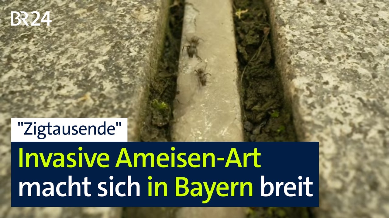 Schäden jetzt schon immens: Invasive Ameisen-Art in Bayern auf dem Vormarsch | kontrovers | BR24