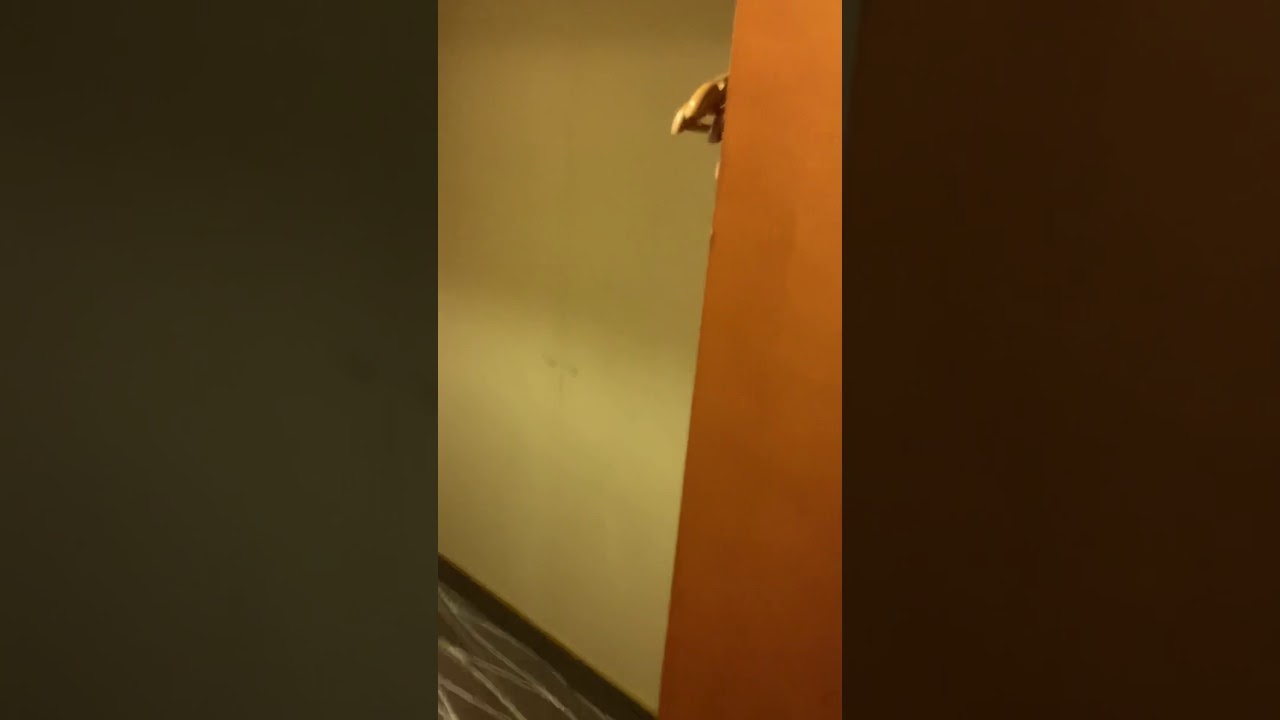 Sapphire Princess - Cabin C519 - Video 1