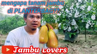 Download lagu MENGAPA HARUS DI TANAM DI PLANTERBAG/POT?? JAMBU AIR MADU DELI mp3 Download lagu MENGAPA HARUS DI TANAM DI PLANTERBAG/POT?? JAMBU AIR MADU DELI mp3