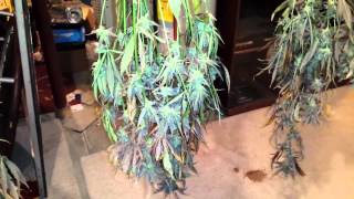 How to properly dry cannabis for succesful curing-Sorry for the background music being a bit loud!