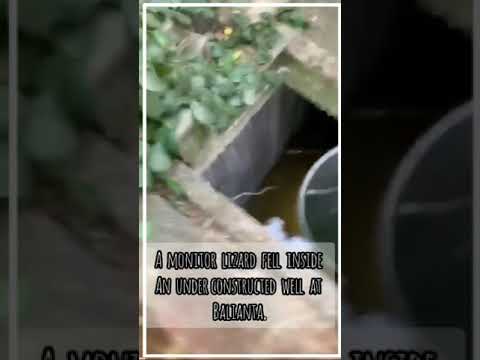 A fully grown adult monitor lizard fell inside an under constructed well at Balianta.