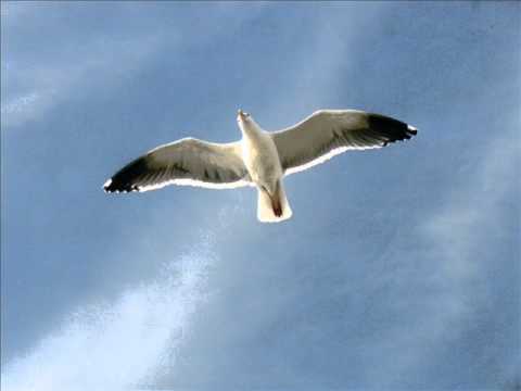 Jonathan Livingston - Yaşar Kurt