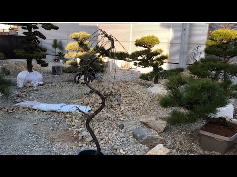 現代日本庭園 - 盆栽をどのように組み込むか?  庭園