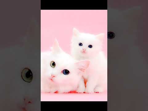 #Cats #shorts#Rimsha Firdaus