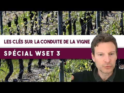 Keys to Vineyard Management [WSET 3 Special]