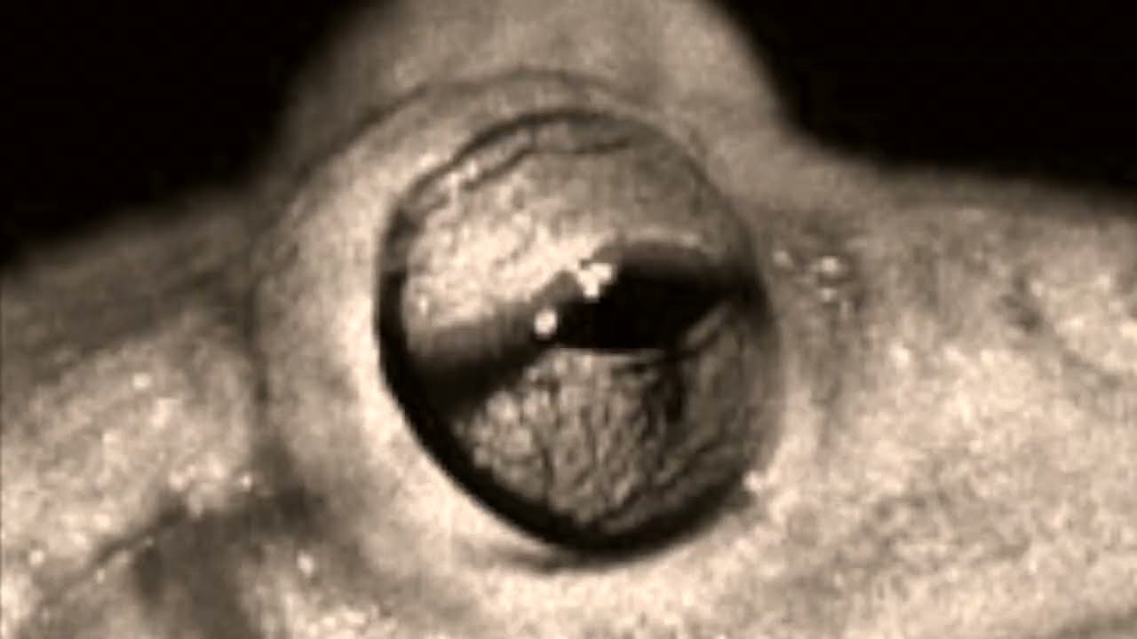 The Scorpion and the Frog