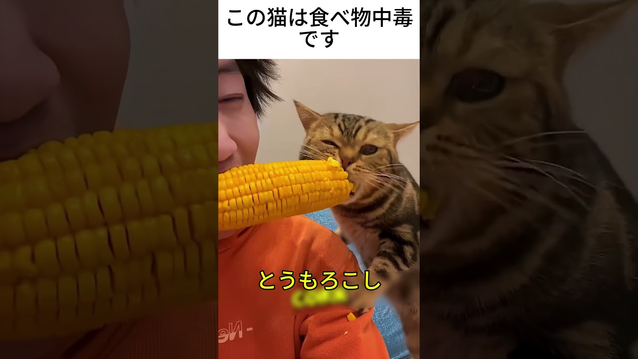 この猫は食べ物中毒です