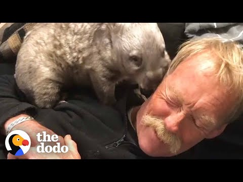 Sweet Tiny Wombat Turns His House Upside Down When He Becomes A Teenager | The Dodo