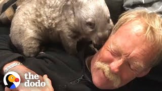 Sweet Tiny Wombat Turns His House Upside Down When He Becomes A Teenager | The Dodo