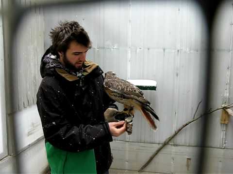 Paul getting Kai the Red-Tailed Hawk out to go for a hawk walk- University of Guelph WEEP