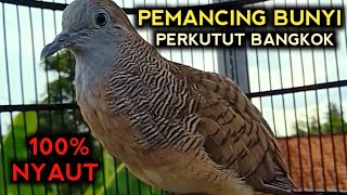 Download lagu SUARA PERKUTUT BANGKOK MEMANGGIL LAWAN COCOK UNTUK PANCINGAN PERKUTUT LAIN AGAR BUNYI mp3 Download lagu SUARA PERKUTUT BANGKOK MEMANGGIL LAWAN COCOK UNTUK PANCINGAN PERKUTUT LAIN AGAR BUNYI mp3