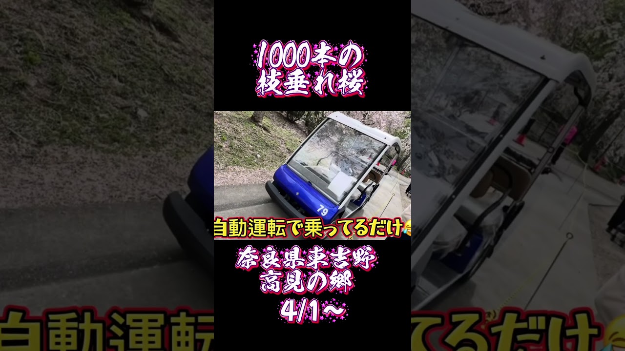 #1000本のしだれ桜 #高見の郷 #吉野の桜 #奈良県吉野 #桜 #吉野 #桜 #桜いつから