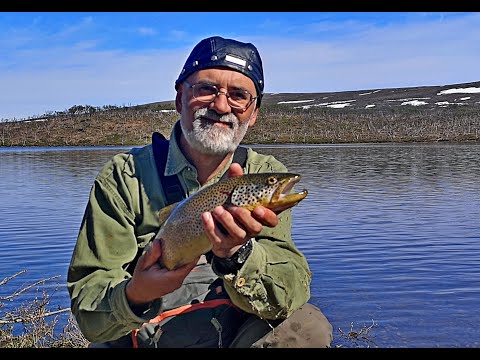 The dream of the fish