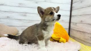 コーギーの動画01