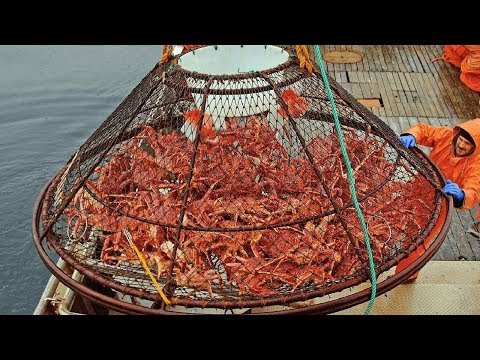download lagu mp3 mp4 Alaskan King Crab, download lagu Alaskan King Crab gratis, unduh video klip Alaskan King Crab