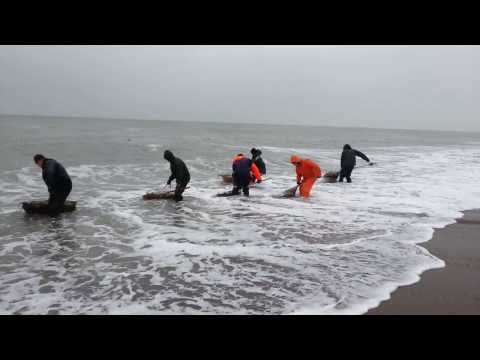 Rav Amber Bernstein search in Hanstholm Denmark