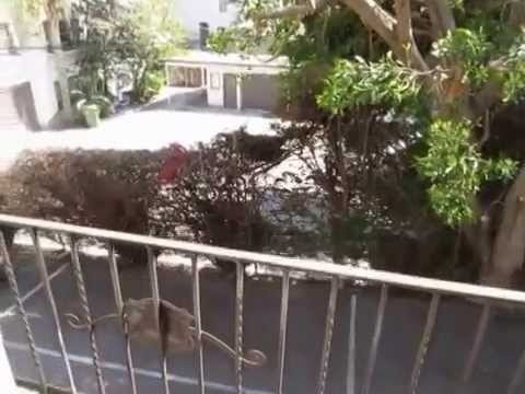 PL4141 - Charming 1 Bed + 1 Bath for Rent (Los Angeles, CA)