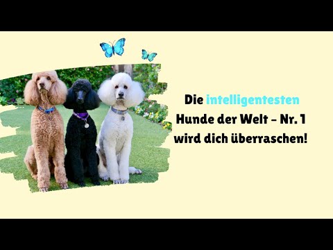 Die 10 intelligentesten Hunde der Welt – Unglaubliche Hunde mit Superhirn ! 🧠🐶