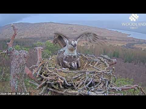 Louis returns to the nest for a successful mating with Dorcha: Loch Arkaig Ospreys 3 Apr 2024