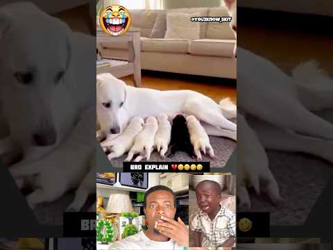 Time For DNA Analysis #trending #funny #shorts #comedy #subscribe #foryou