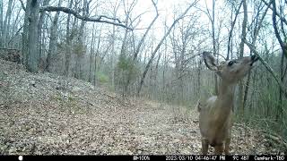 Trail Cam Tuesday - December 5, 2023