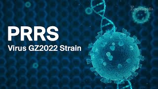 【Veterinary Sciences】Porcine Reproductive and Respiratory Syndrome Virus GZ2022 Strain