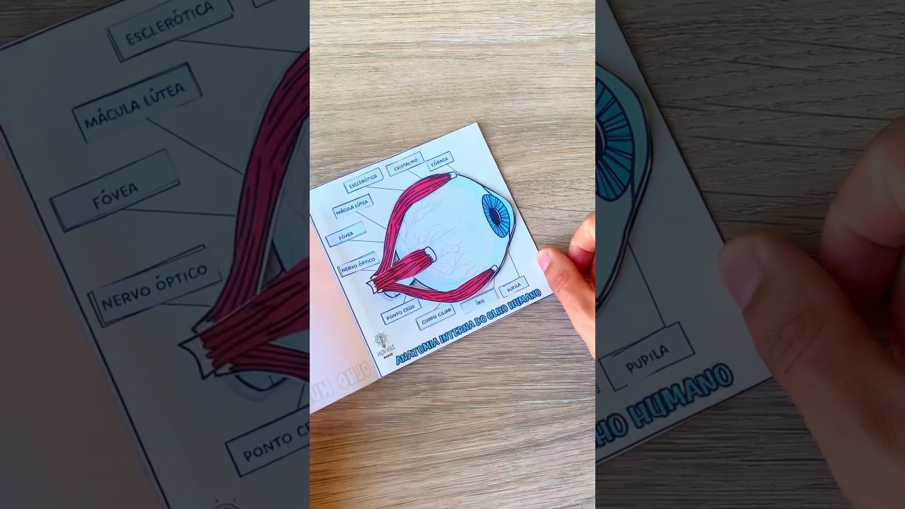 Anatomia do Olho humano