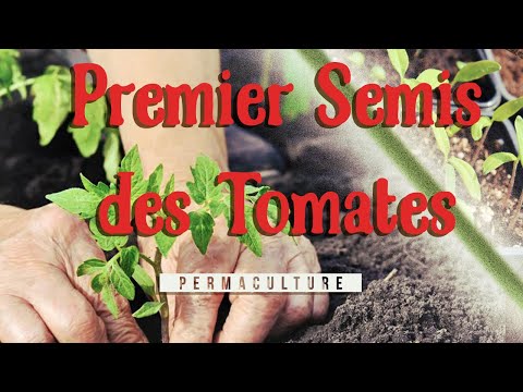 Tout savoir pour Semer ses premières tomates 