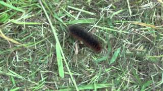preview picture of video 'Large Black Hairy Caterpillar.  La Croix Tasset, Saint Nicodème, Côtes d'Armor, Brittany, France'
