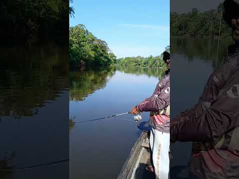 Início de pescaria no Paraná, pesqueira de Ipixuna. 🐟#Pescaria #Ipixuna #Tucunaré #Amazonas