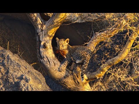 Nella fortezza dei Leopardi