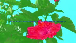 Fiore d'inverno Music Video