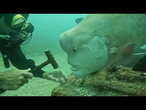 Un poisson incroyablement curieux ! Vidéo des animaux les plus drôles
