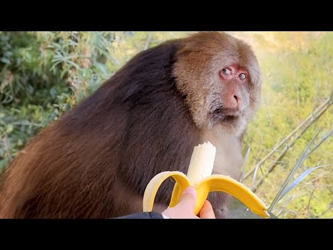 Un singe ignore un homme qui lui offre une banane | vidéo des singes les plus drôles