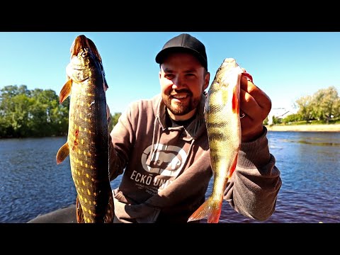 AHVENTA, KUHAA JA HAUKEA - POJAN KANS KALASSA OULUJOELLA - MERIKOSKI - TOPPILANSALMI - HARTAANSELKÄ